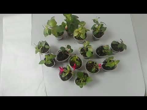 Видео: Распаковка посылки с фуксиями. Самое плохое качество, что мне присылали.