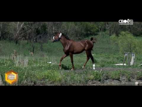 Видео: Сделано на Ставрополье. Андреевская упряжь