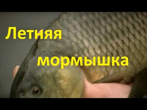 Видео: Диалоги о рыбалке - 217 - Летняя мормышка