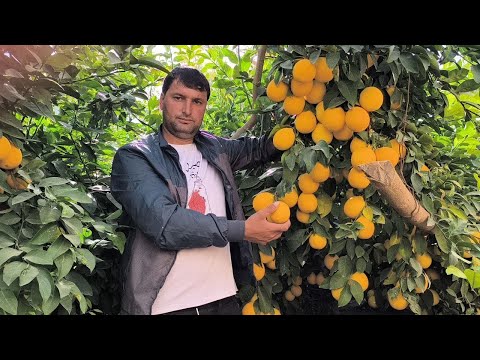 Видео: СРОЧНО НАРХИ ЛИМОН ДАР НОҲИЯИ ҚУМСАНГИР ТАМОШОИ БАРҲАВО ДӮСТОН 
