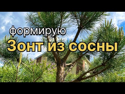 Видео: Формирующая ОБРЕЗКА СОСНЫ обыкновенной. Как я формирую сосну-зонт.