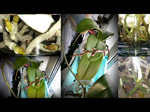 Видео: ШОК🔥⚡Корни с палец/Цветоносы как рога у Оленя🦌 4 Месяца Орхидеи Росли без Субстрата С ГОЛОЙ КОРНЕВОЙ