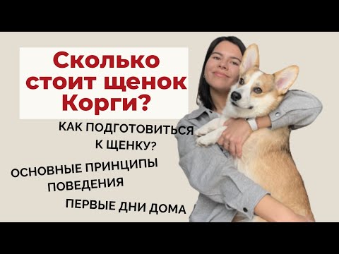 Видео: Сколько стоит Корги и как выбрать щенка Корги Прембок? Как подготовиться к щенку? Часть 1