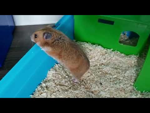 Видео: Домашние питомцы моих внучек