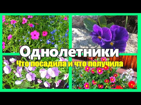 Видео: Цветы- однолетники. Что сажаем и что получаем в итоге.