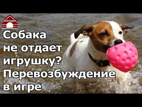 Видео: 255. Перевозбуждение у собаки в игре. Собака не отдает игрушку / Разбор полетов