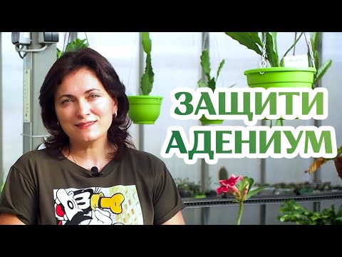 Видео: Как Защитить Адениум От Вредителей...