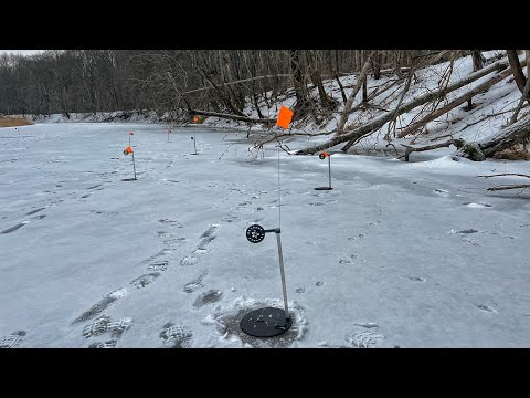 Видео: Вот что происходит когда оставляешь жерлицы в корягах без присмотра!! Зимняя рыбалка 2022-2023.