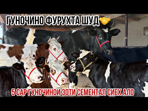 Видео: Гуночинои оригинал бромад Нуриддин полвон 2 ноября 2025 г.