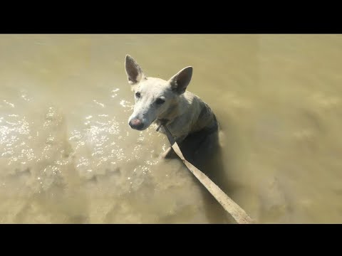Видео: Ее сбросили в реку насыпи, сто человек смотрят на нее, но никто не помогает!