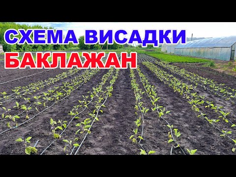 Видео: Найкраща схема посадки баклажанів  ! Як садити баклажан ?