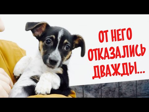 Видео: От нашего щенка отказались в Германии. Мы продаем щенков!?