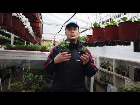 Видео: Самая МОЩНАЯ ПОДКОРМКА для Пеларгонии в Зимний период!