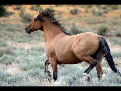 Видео: Тектінің тұяғы (аудиокітап)