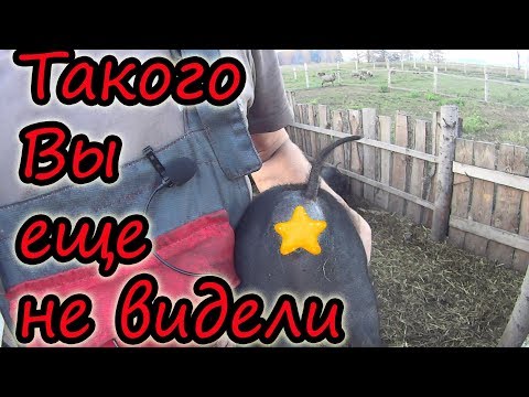 Видео: Такого поросенка Вы еще не видели // Нужен совет // Жизнь в деревне