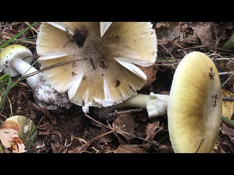 Видео: УЖЕ НАЧАЛОСЬ: Бледная поганка и Сыроежка зеленая, настоящий БЕЛЫЙ ГРИБ и съедобный Мухомор 2020. Ч1