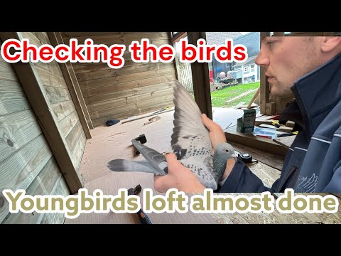 Видео: Большой прогресс! 🏗️ Чердак для молодых птиц почти готов | Проверка гоночных голубей