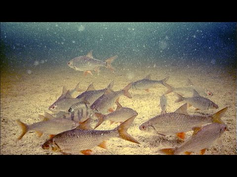 Видео: ПОД ПАЛАТКОЙ АКВАРИУМ. ЛОВЛЯ ОКУНЯ И ПЛОТВЫ. ЗАГОТОВИЛ ДРОВА.ОДИН НА ОЗЕРЕ. ЖИВУ В ПАЛАТКЕ.