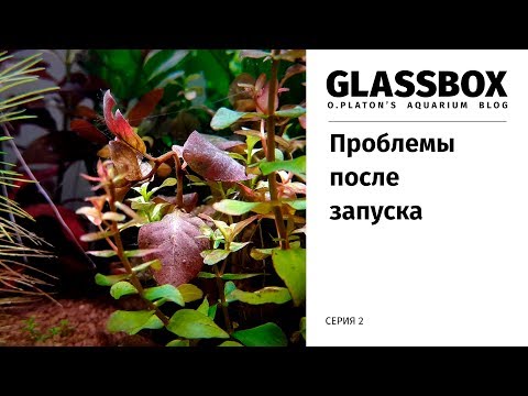 Видео: 2 / Проблемы после запуска. Нитка, перекосы. Обзор. Травник 60 литров.