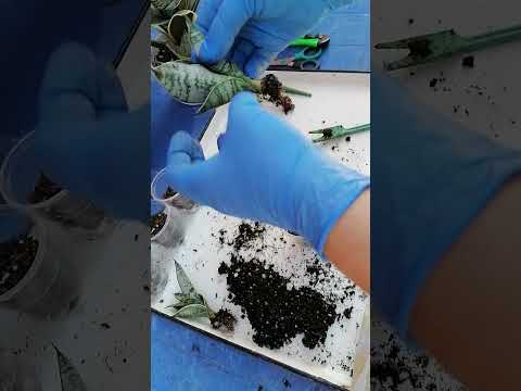 Видео: Сансевиерия ханни крем, переукоренение макушки. Финал!!!