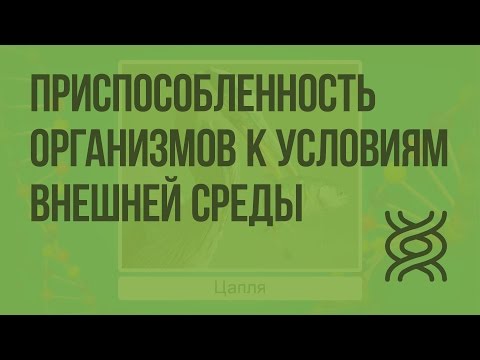 Видео: Приспособленность организмов к условиям внешней среды как результат естественного отбора. Видеоурок