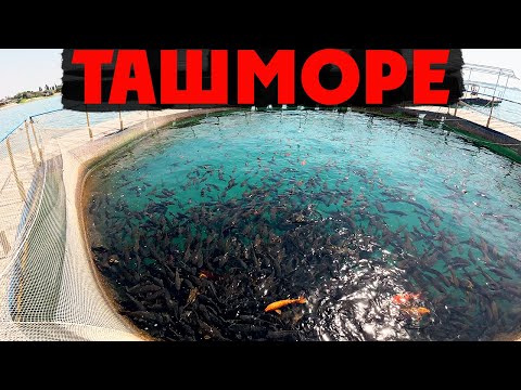 Видео: Ташкентское море и секретное кафе у залива | Живая рыба, огромный мясной сет и кукси на берегу!