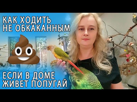 Видео: КАК ХОДИТЬ НЕ ОБК💩К💩ННЫМ КОГДА В ДОМЕ ЖИВЕТ ПОПУГАЙ