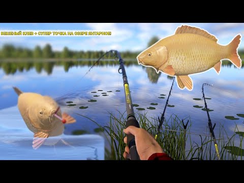 Видео: БЕШЕНЫЙ КЛЕВ + СУПЕР ТОЧКА НА ОЗЕРЕ ЯНТАРНОЕ! САДОК ПОЛНОСТЬЮ ЗАБИТ РЫБОЙ! 