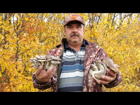 Видео: Грибы вешенки.