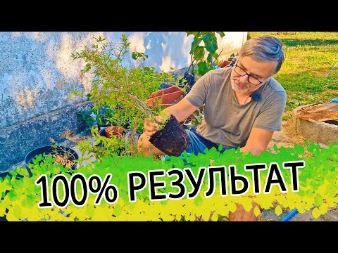 Видео: 100% Результат укоренения граната! Плюс как сделать декоративный гранат дома!