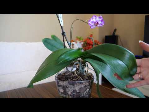 Видео: Орхидея плохо укоренялась после пересадки| Орхидея с больными листьями| Последовательность действий