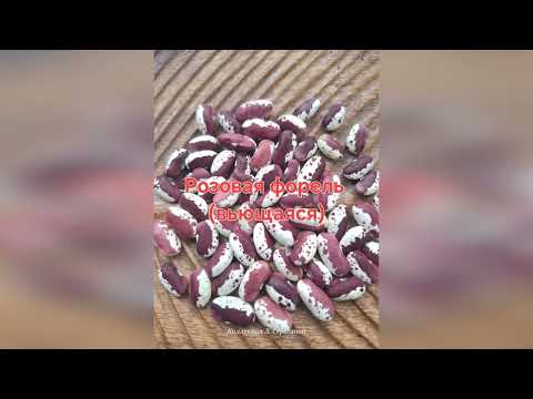 Видео: Каталог сортов фасоли на весну 2026