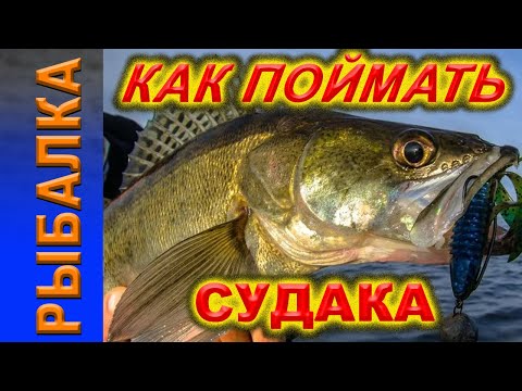 Видео: Как поймать судака.  Судак, Троллинг судака.  Рыбалка