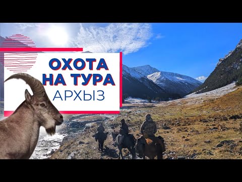 Видео: Охота на тура