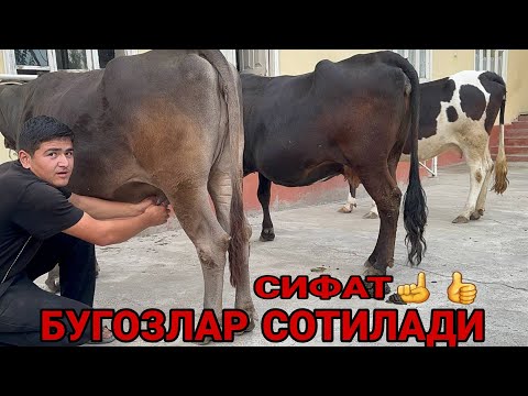 Видео: ШВЕД ЭСТОН ОЛА СУТДОР ТИГДОР БУГОЗЛАР СОТИЛАДИ SOTILADIGON BÒĢOZLAR NARXLARI SOTILADI 7 октября 2024