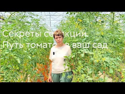 Видео: Секреты селекции. Путь томатов в ваш сад #ШПС № 129