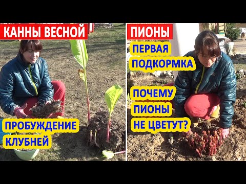 Видео: КАННЫ ВЕСНОЙ: проращивание клубней и подготовка к посадке. ПИОНЫ ВЕСНОЙ: первая важная подкормка!