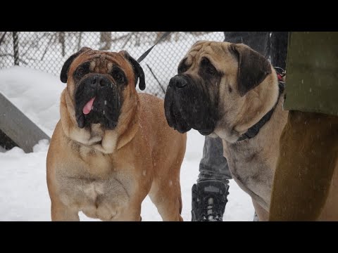 Видео: Догтренинг 569. Собаки для души: бульмастифы и спаниель. Заповедные собаки.