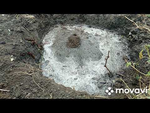 Видео: Как пересадить двухлетний куст винограда.