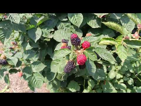 Видео: Блэк джем, Маравилла и Полонез на 13.08.2025