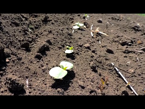 Видео: 🌻Первые всходы Подсолнуха. Как избавиться от Сорняков и Вредителей?