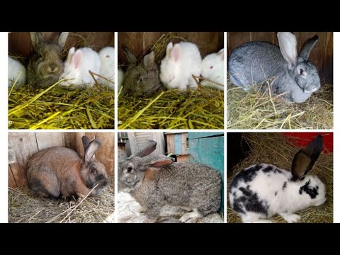 Видео: Обзор кроликов 🐇🐇. Крольчатам Чернышки 1 скоро месяц 🐇🐇🐇. Погиб крол Джорджик 🥺🥺