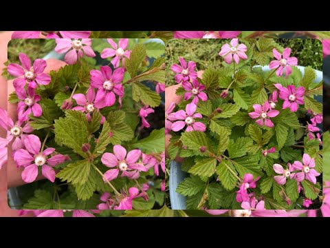 Видео: Княженика. Цветение. Ягодка - конфетка.