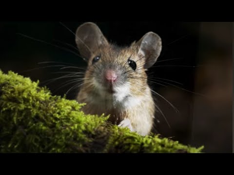 Видео: Избавься от крыс навсегда!