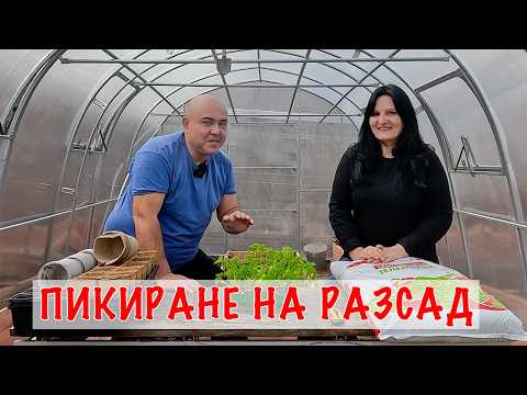 Видео: 🌱 Всичко, което трябва да знаете за пикирането на домати!