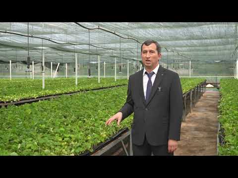 Видео: Барои кӯчати қулфинай ( клубника 🍓) ба мо муроҷиат кунед WhatsApp 907323434