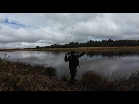 Видео: Пробую ловить окуня на отводной поводок/ Собрал последних грибов уходящего сезона