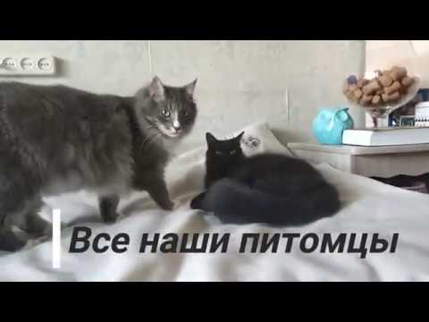 Видео: ВСЕ НАШИ ПИТОМЦЫ // Знакомство с анимагами