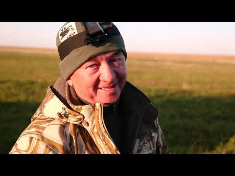 Видео: Охота на серого гуся в Акмолинской области