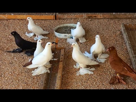 Видео: Северокавказские Бойные Космачи - С ИГРОЙ В НЕБЕ / Мурат / Город Атырау